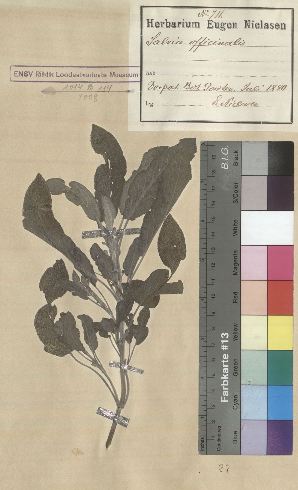 Salvia officinalis