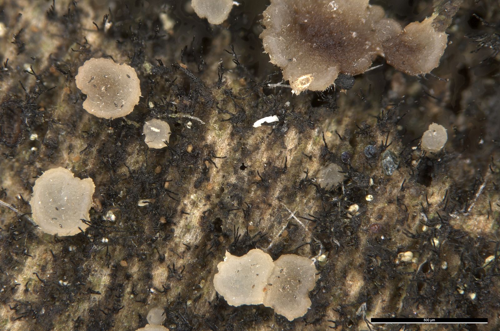 Strossmayeria basitricha