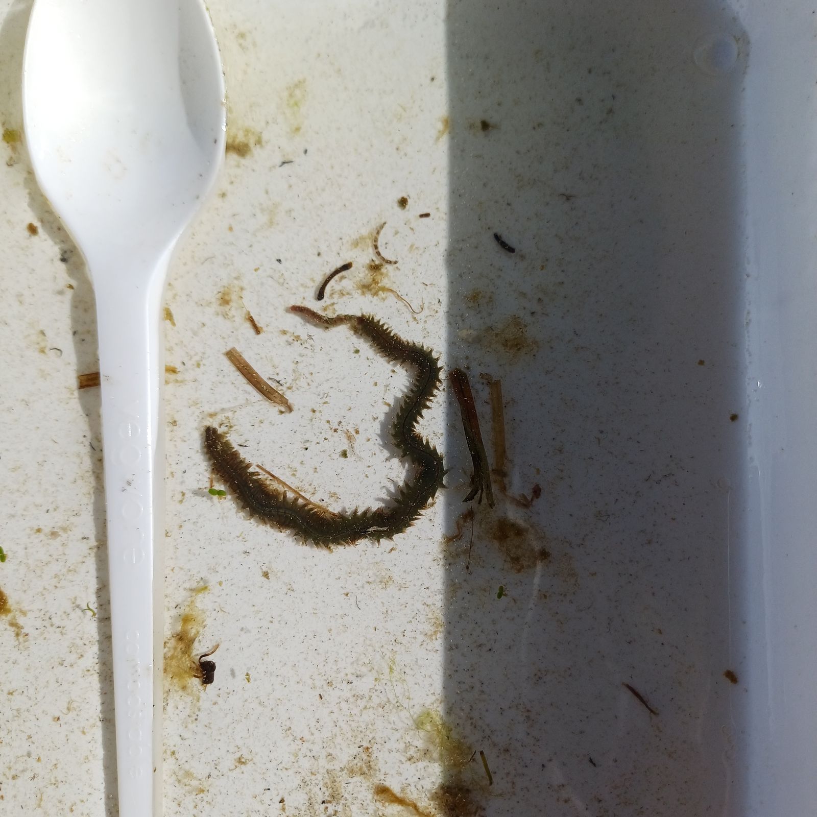 Hediste diversicolor