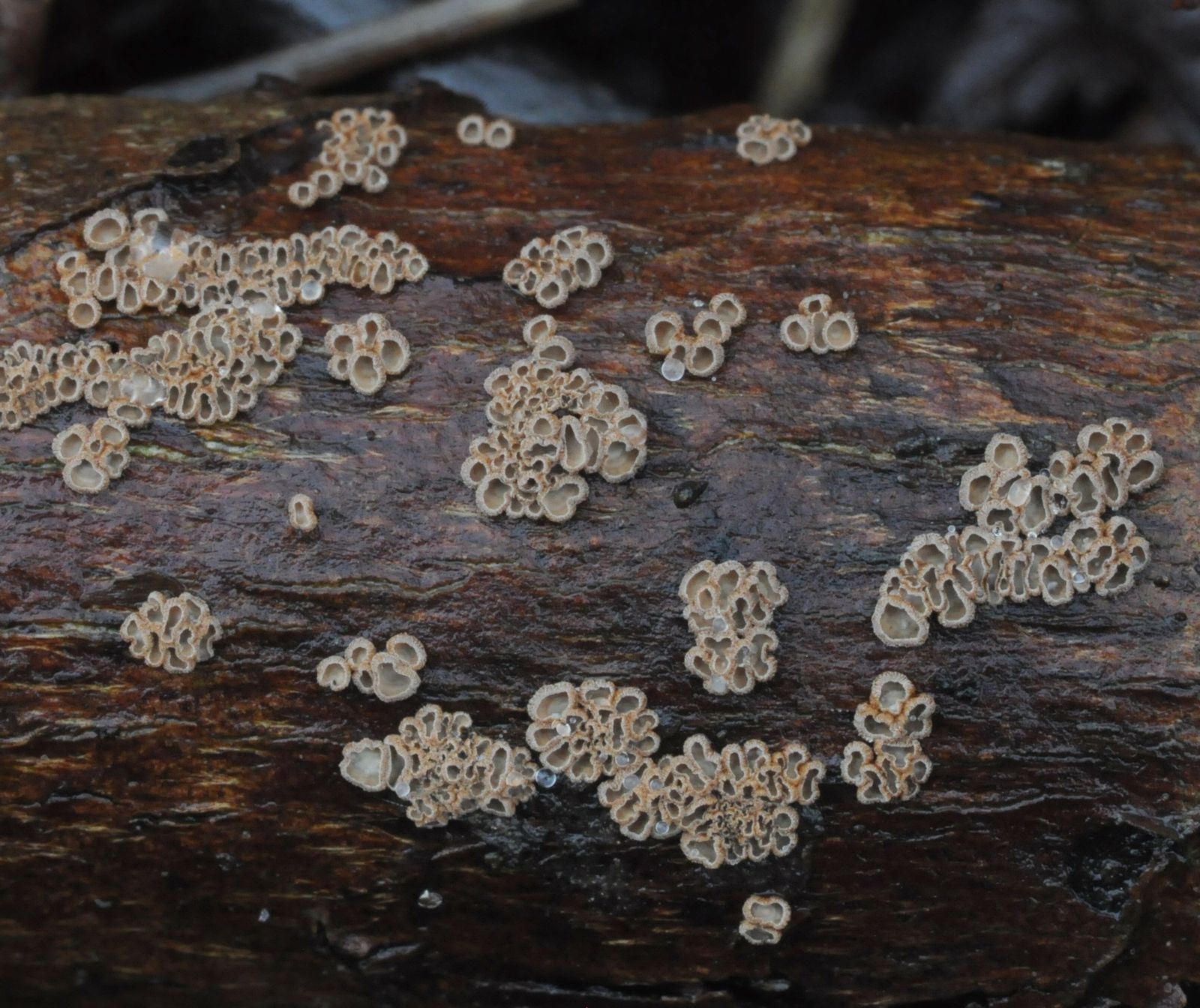 Merismodes fasciculata
