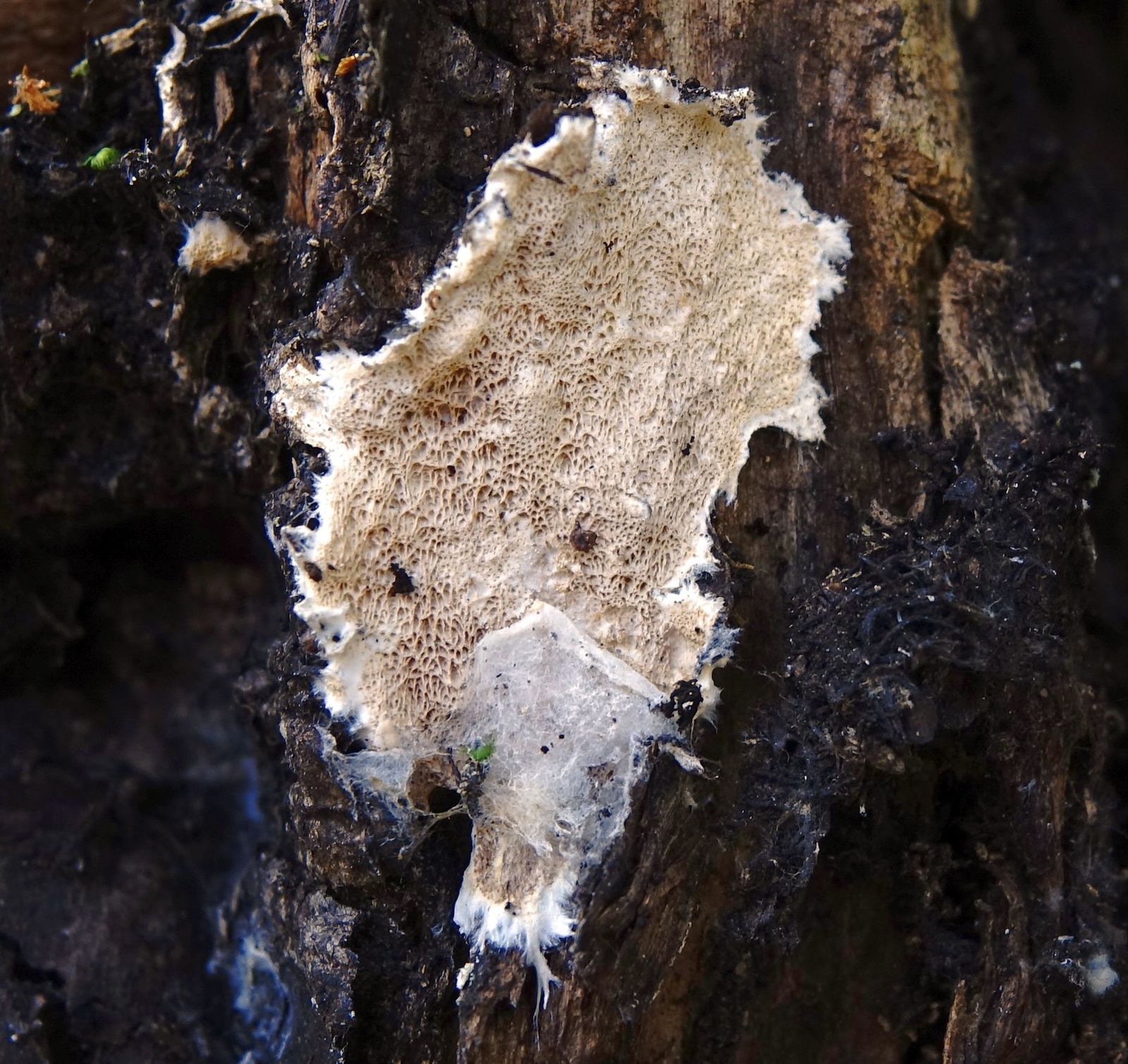 Porotheleum fimbriatum