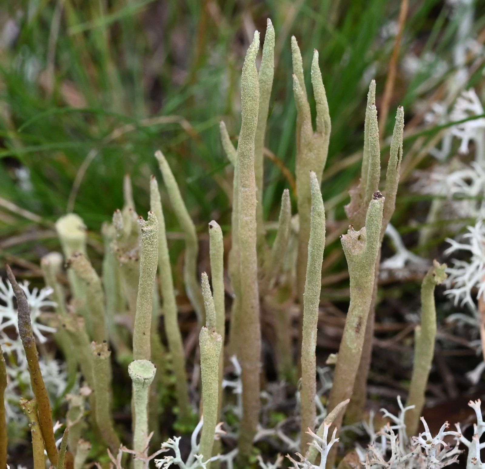 Cladonia subulata