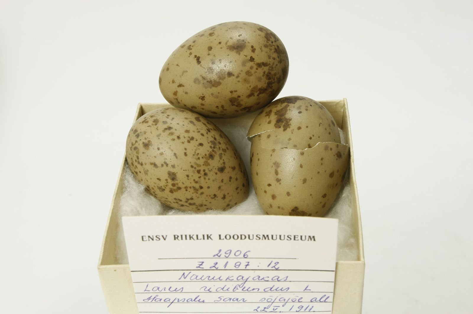 Chroicocephalus ridibundus