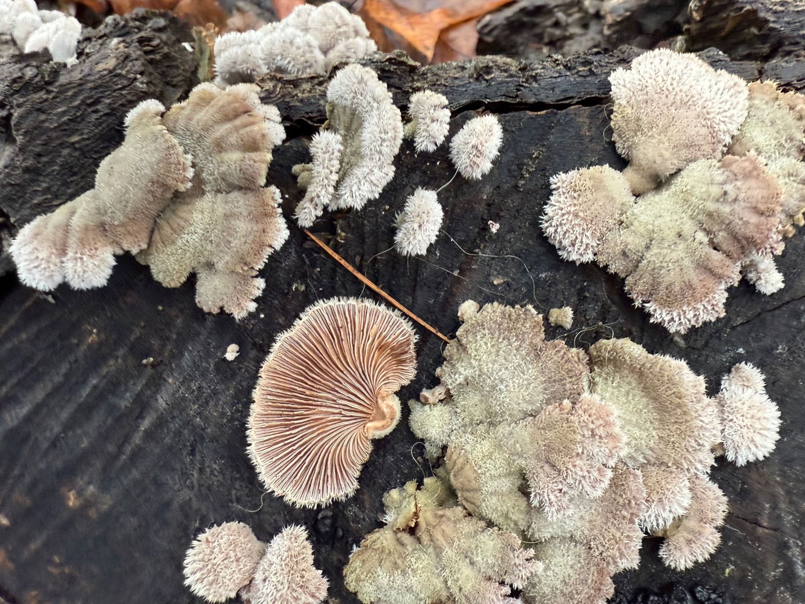 Schizophyllum commune