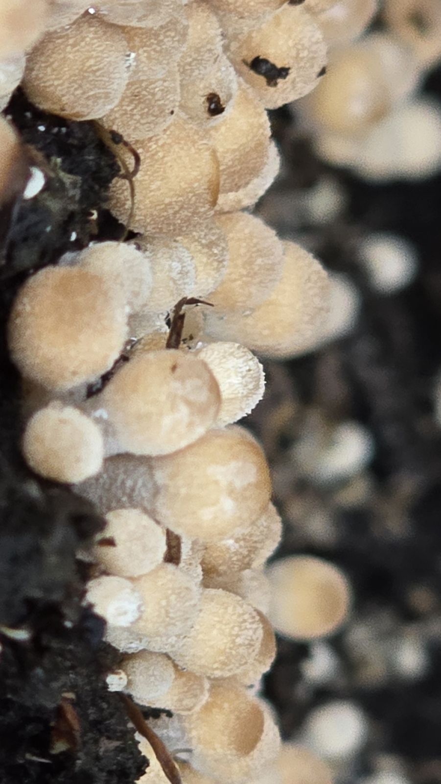Coprinellus disseminatus