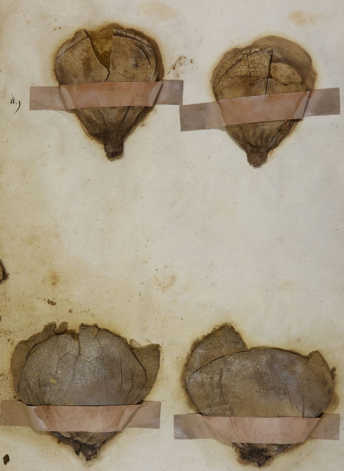 Lycoperdon utriforme