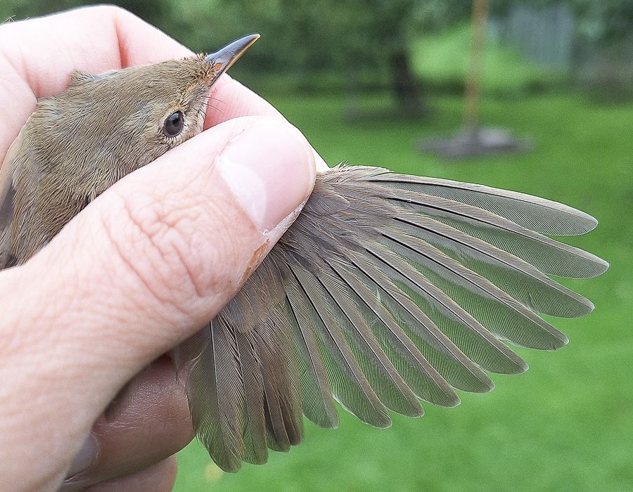 Acrocephalus dumetorum