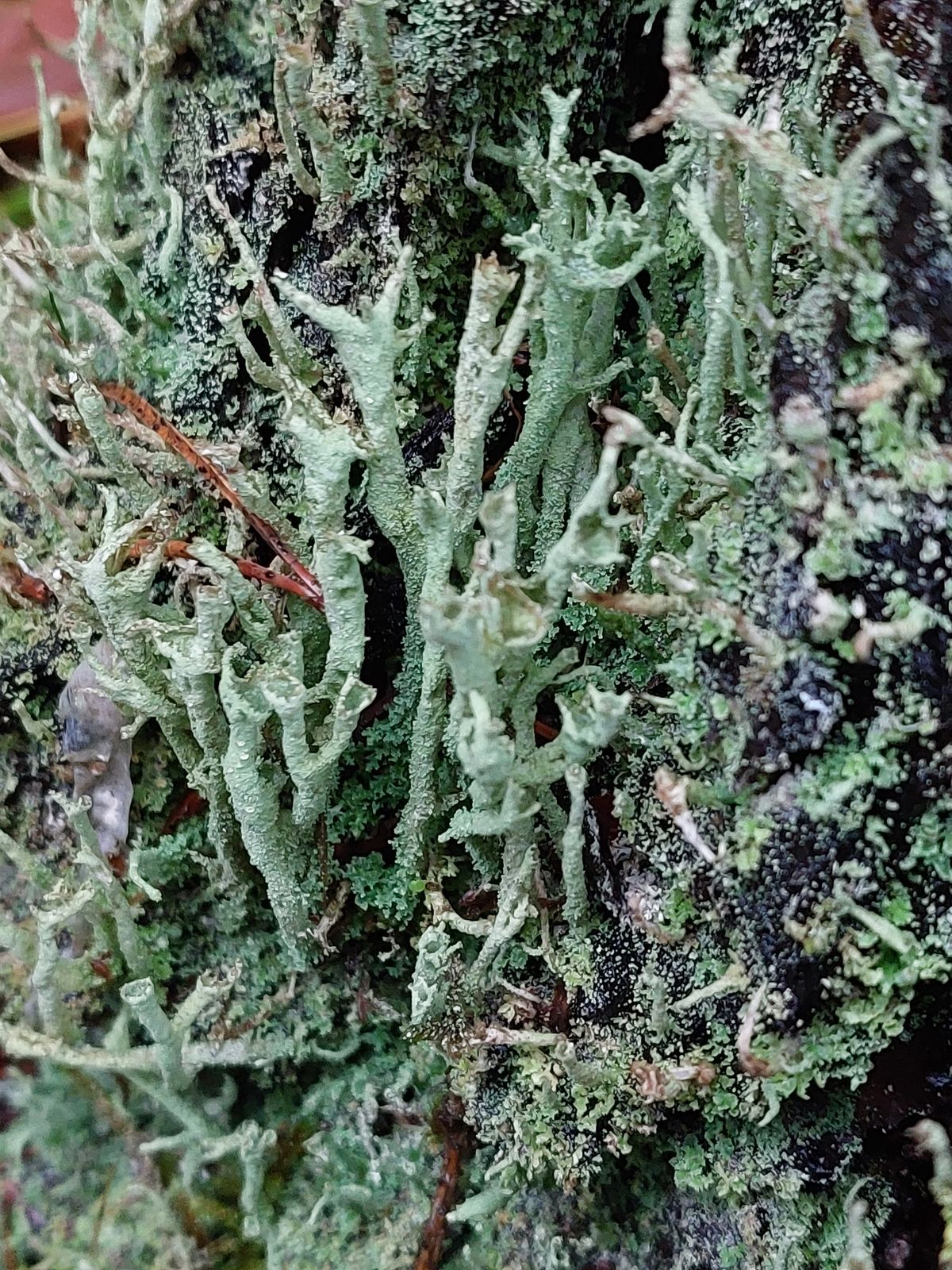 Cladonia cenotea