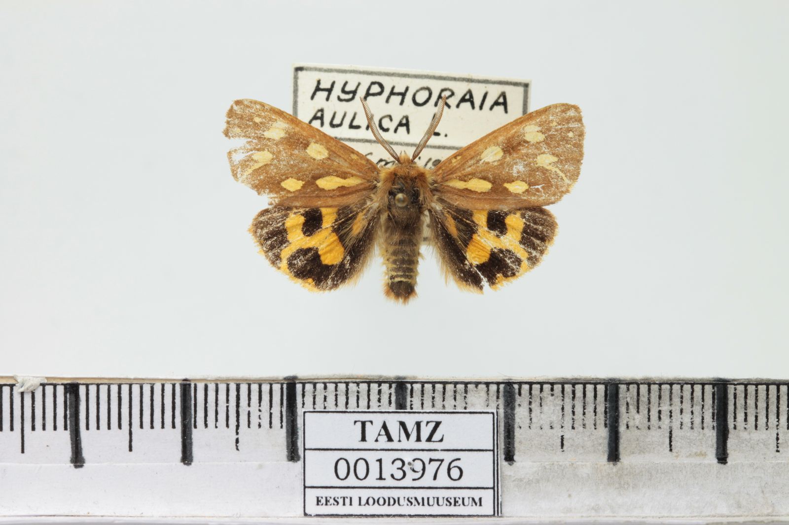 Hyphoraia aulica
