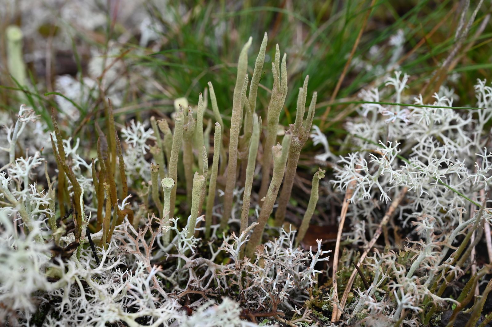 Cladonia subulata