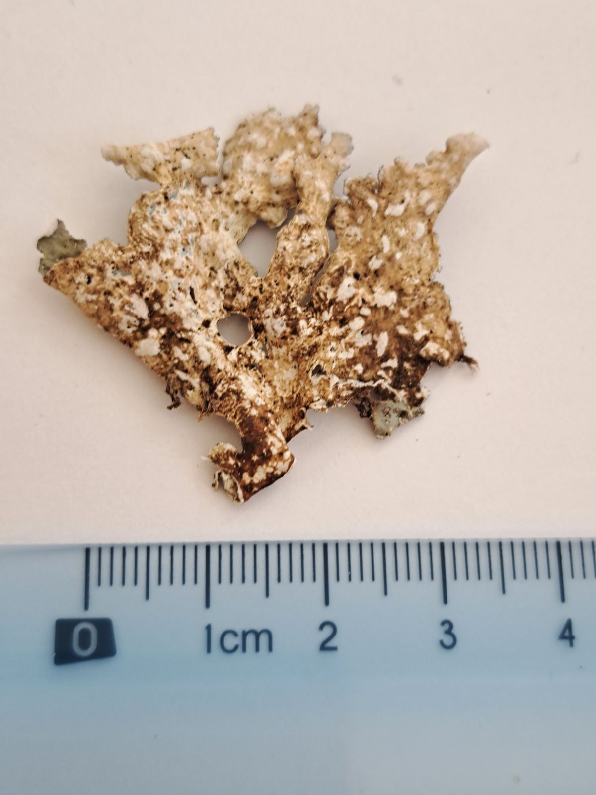 Lobarina scrobiculata