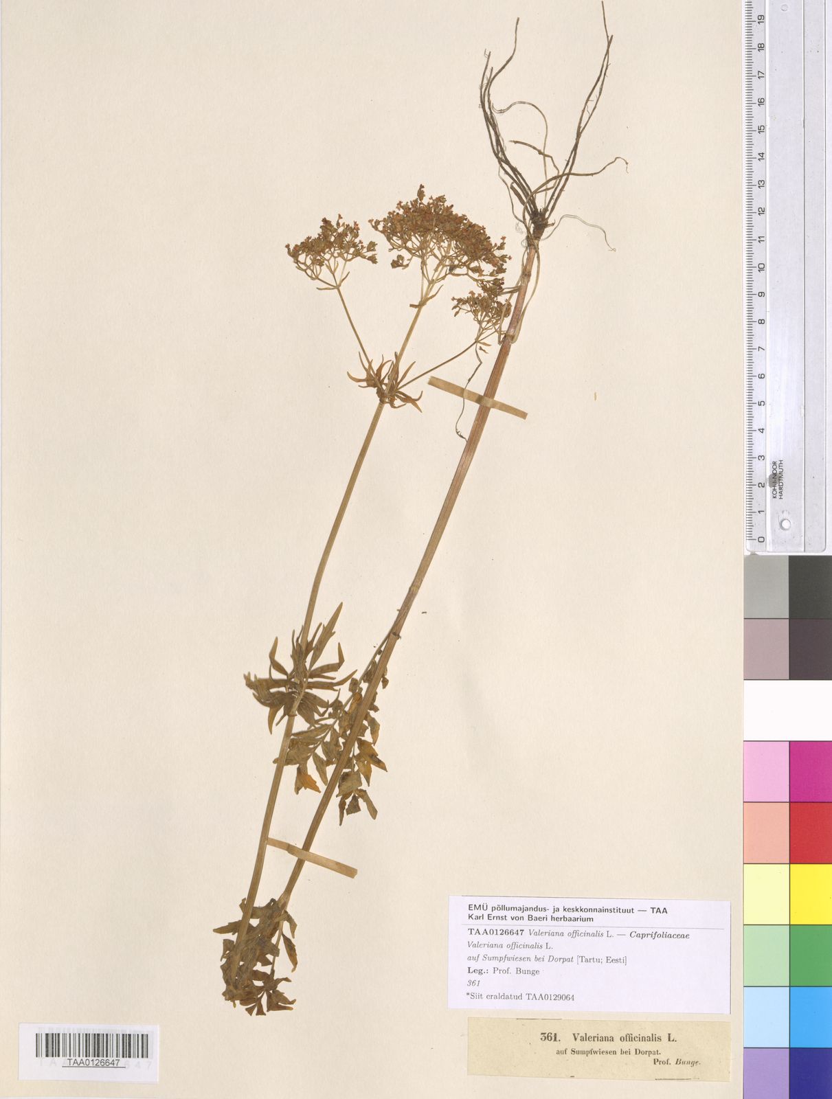 Valeriana officinalis