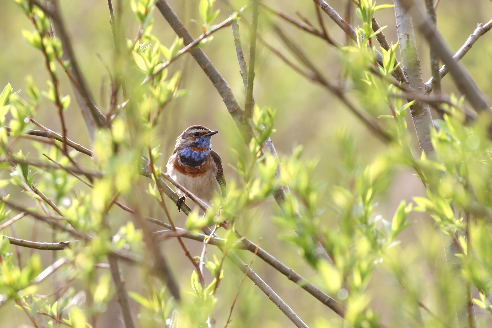 Luscinia svecica