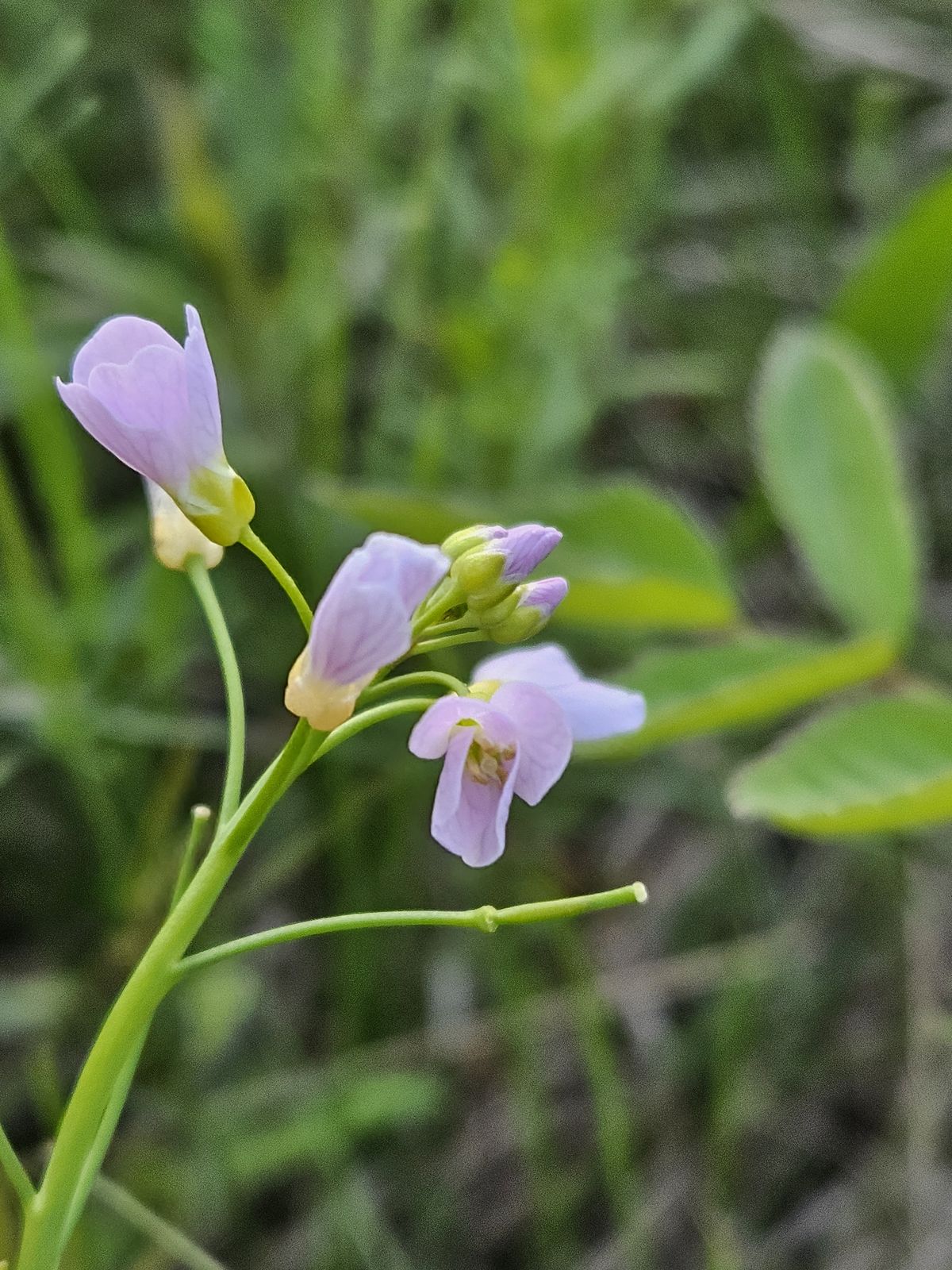 Cardamine pratensis