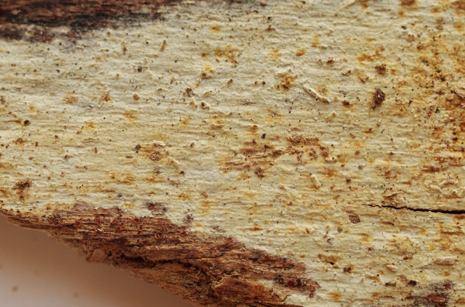 Colacogloea peniophorae