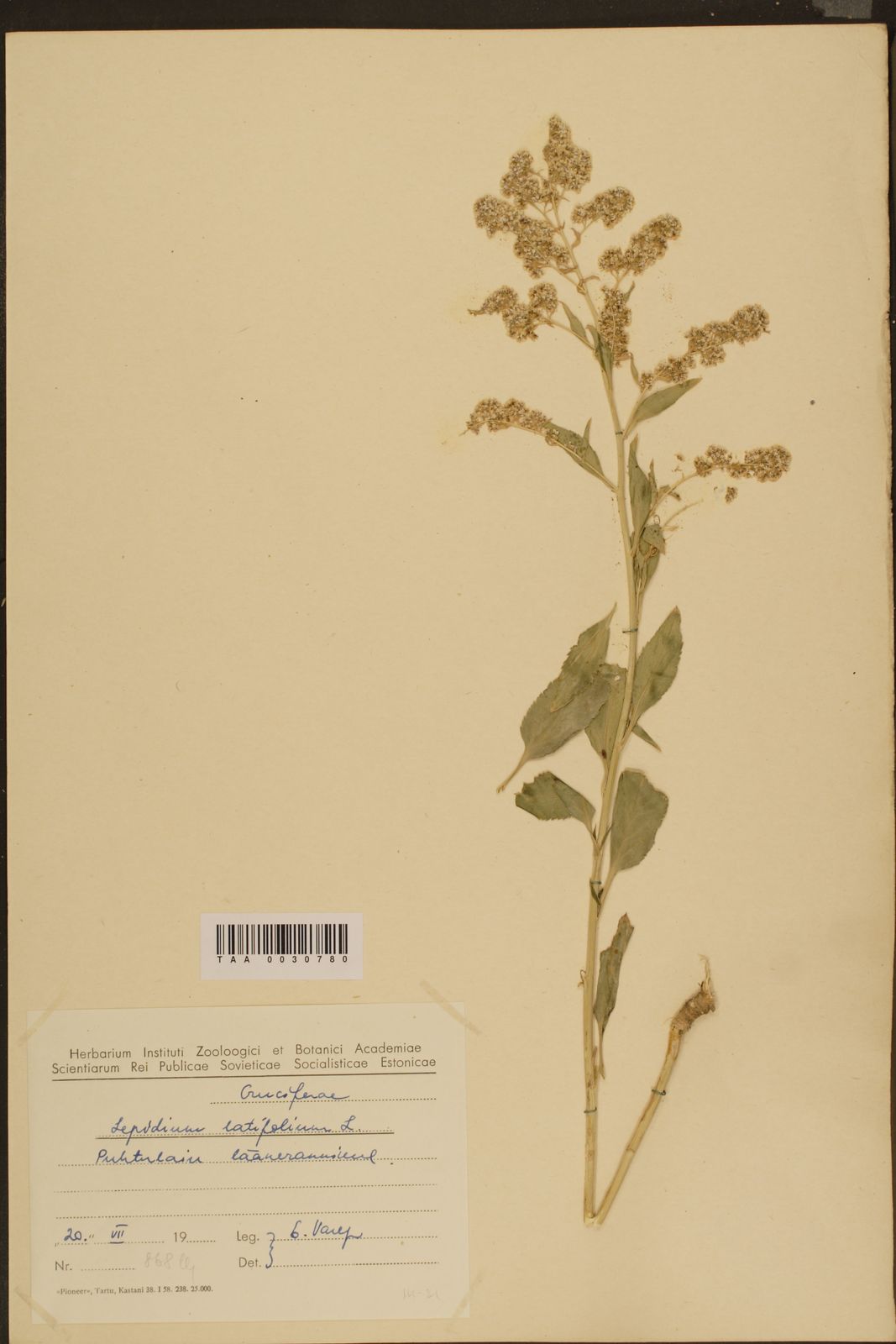 Lepidium latifolium