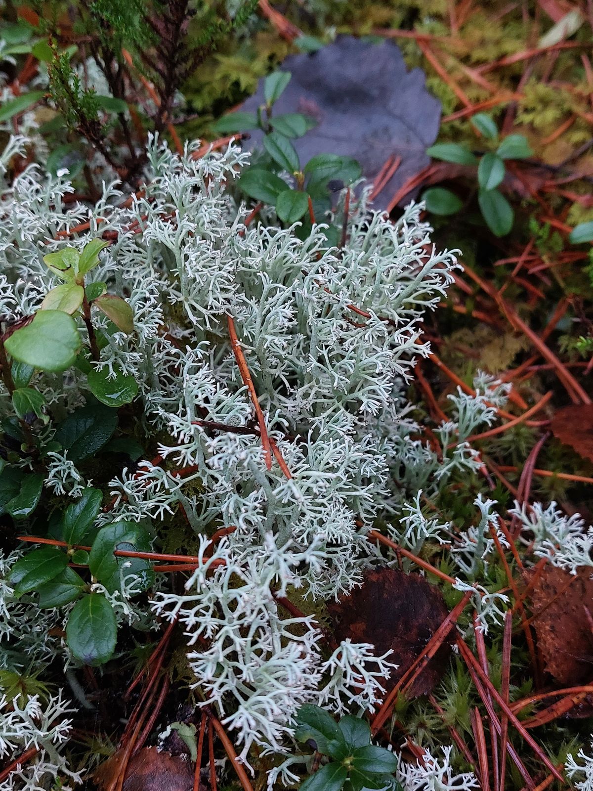 Cladonia rangiferina