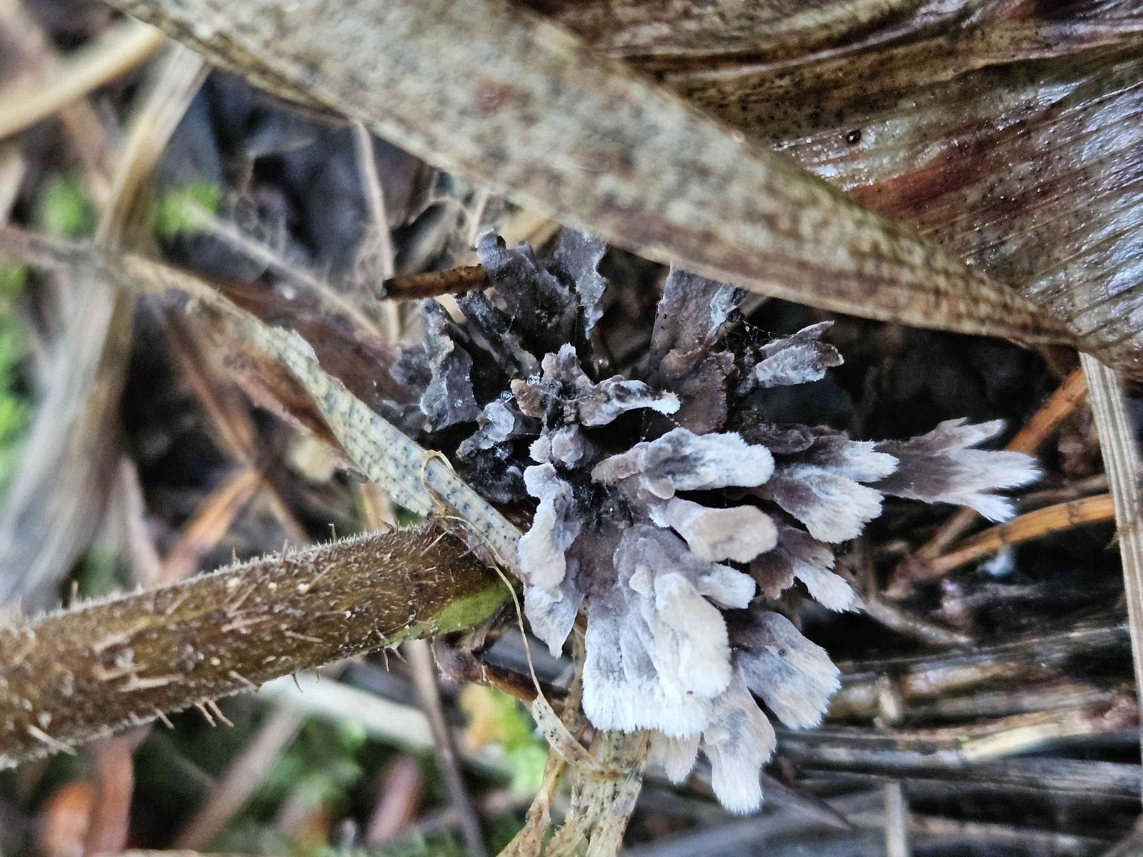 Thelephora anthocephala