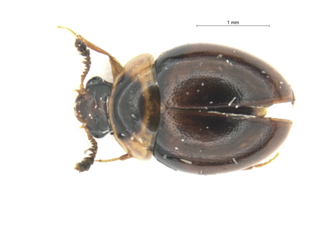 Liodopria serricornis