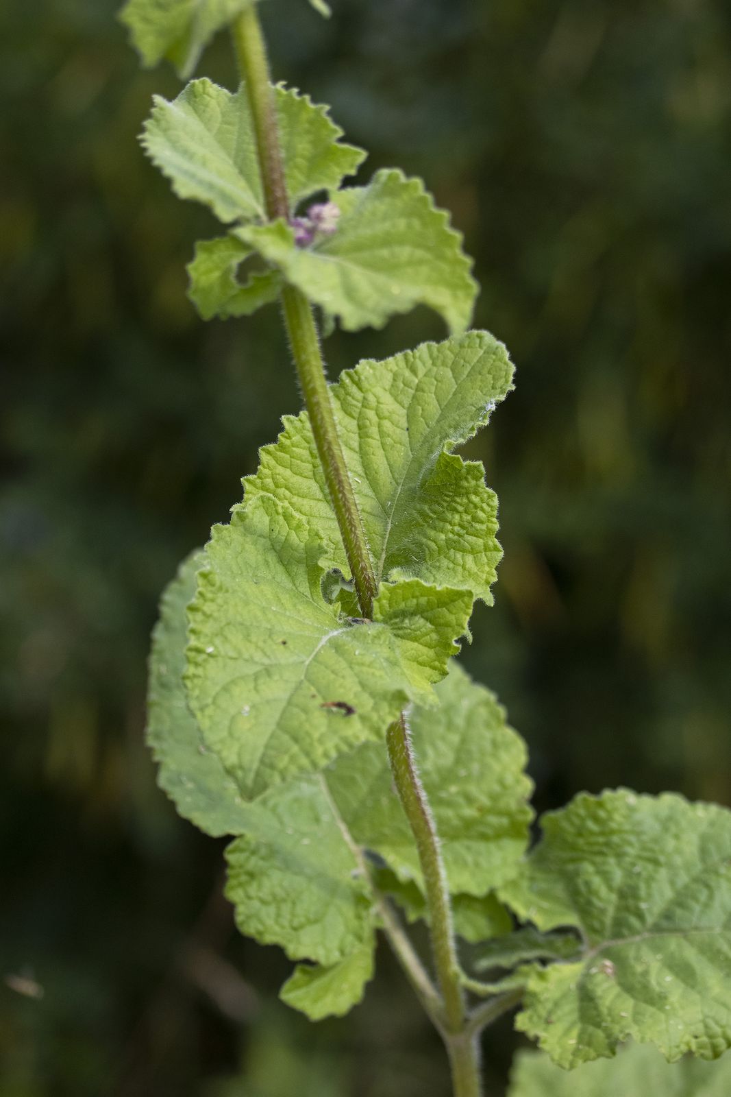 Salvia verticillata