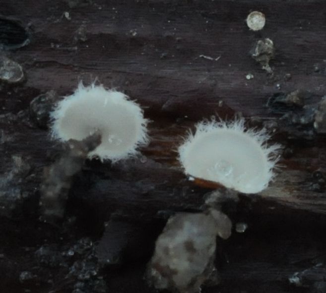 Trichopeziza mollissima