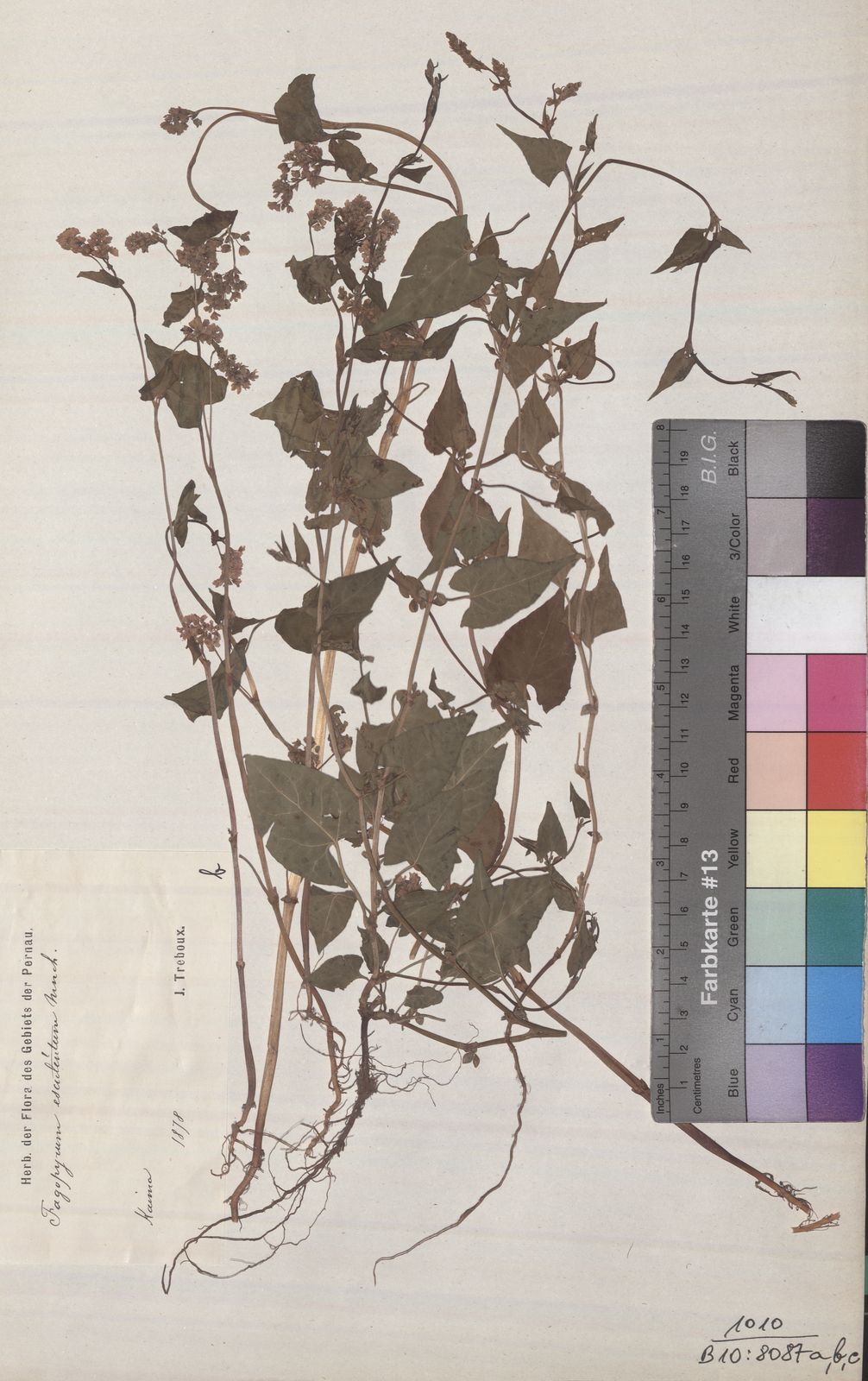 Fagopyrum esculentum