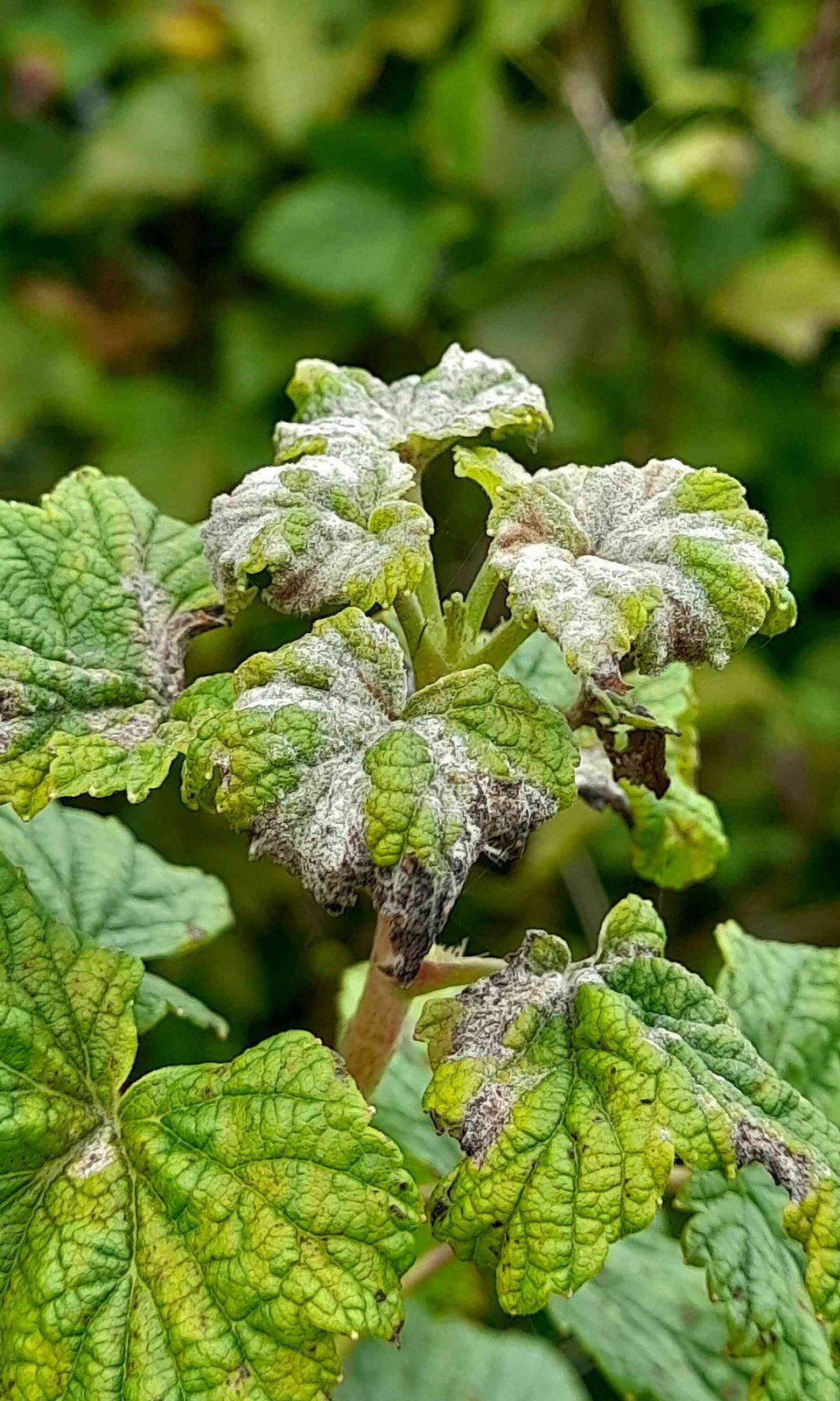 Podosphaera mors-uvae