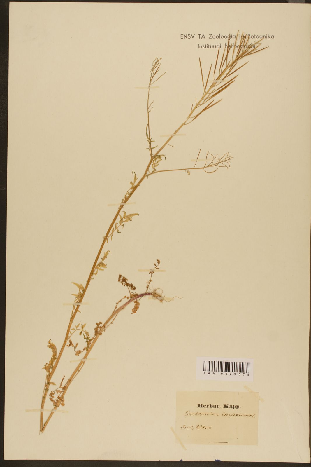 Cardamine pratensis subsp. paludosa