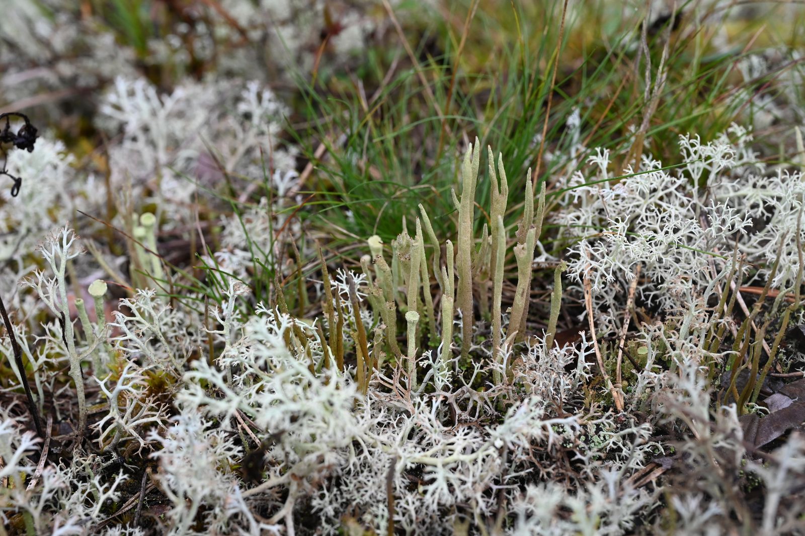Cladonia subulata