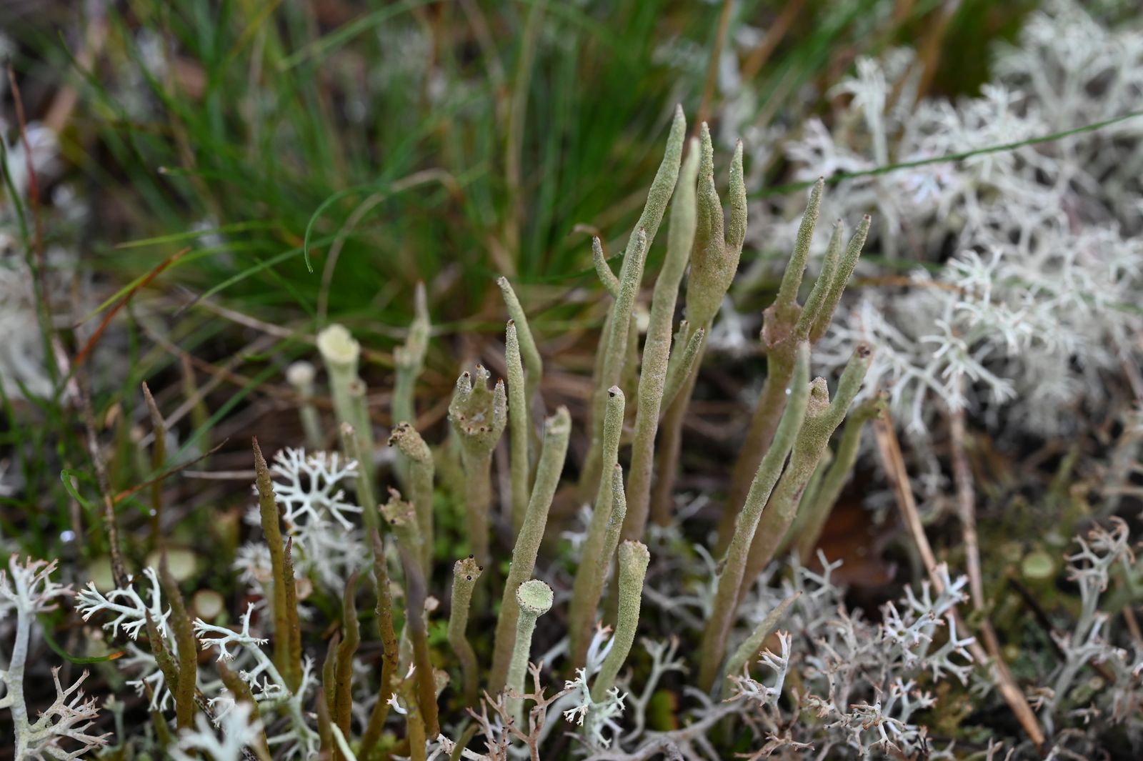 Cladonia subulata