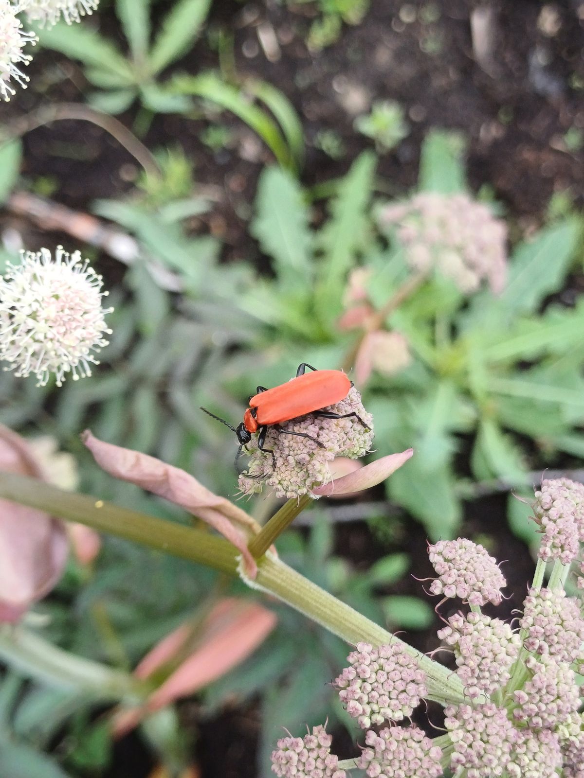 Pyrochroa coccinea