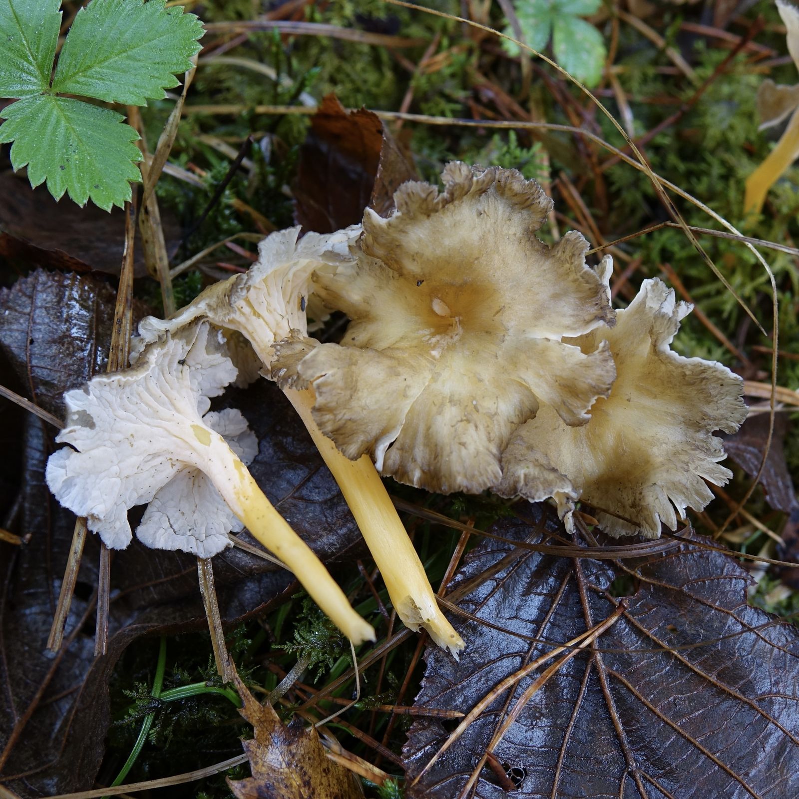 Craterellus lutescens