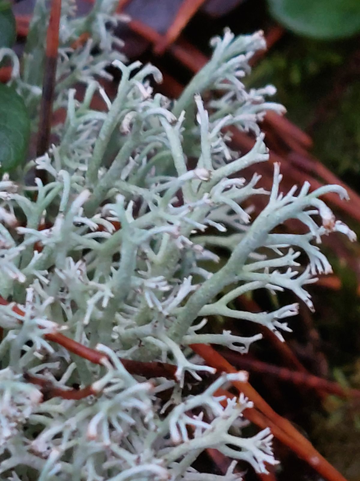 Cladonia rangiferina