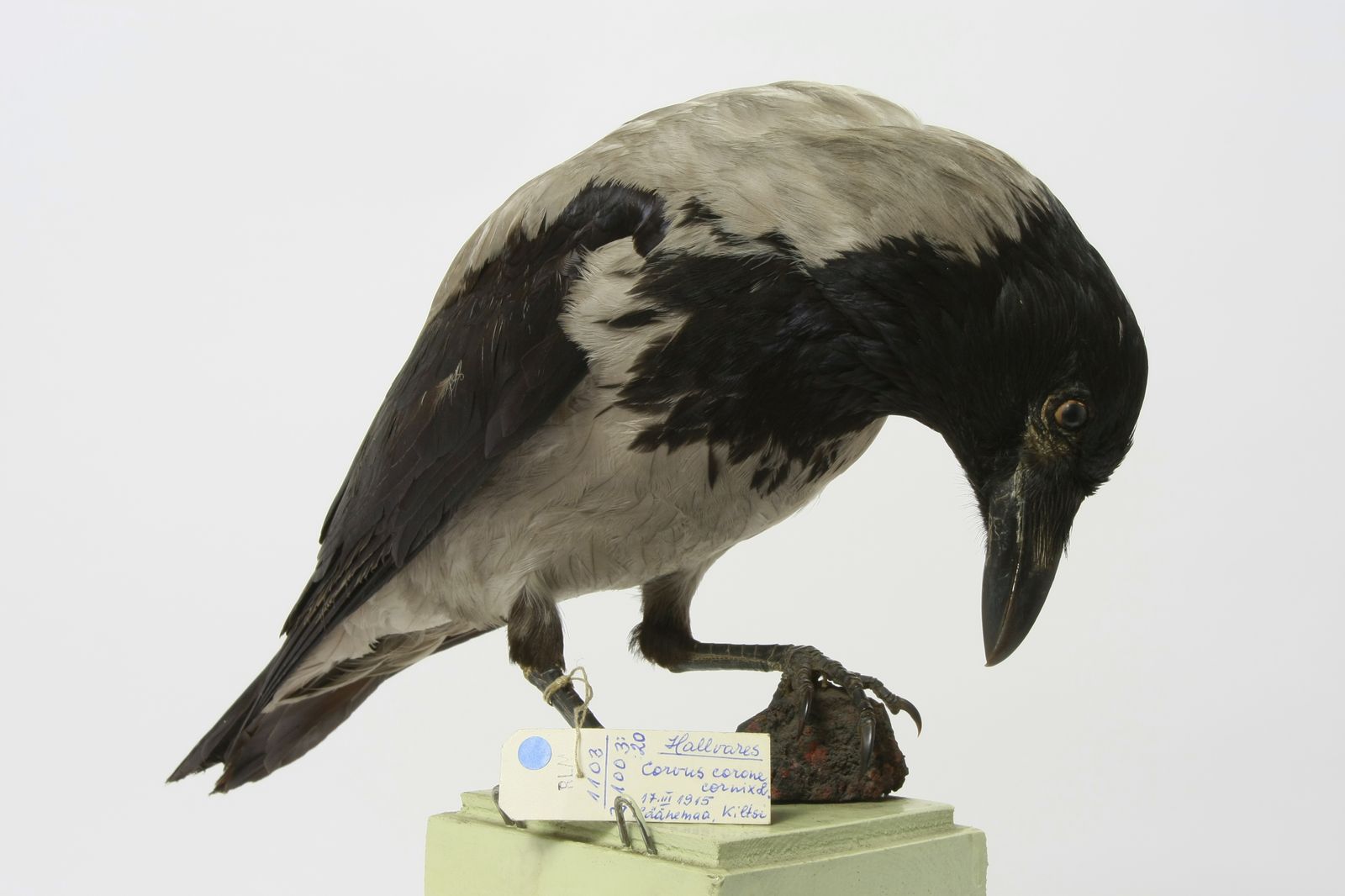 Corvus cornix