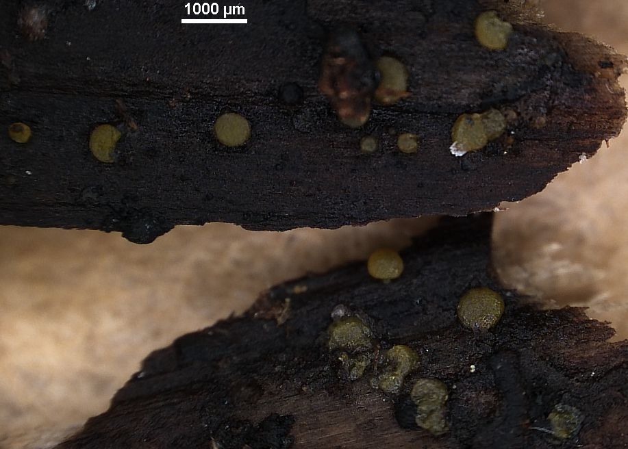 Vexillomyces atrovirens