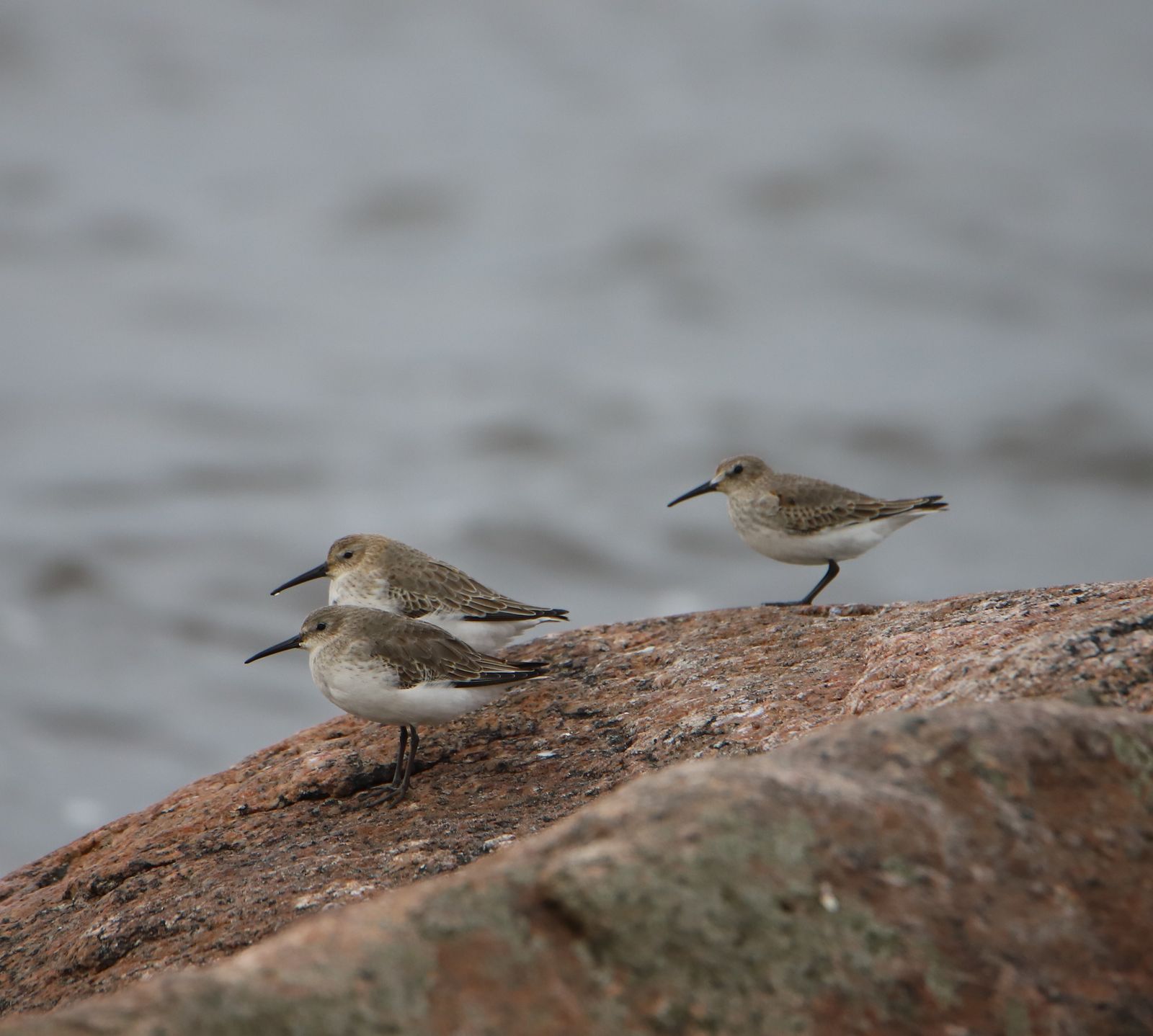 Calidris alpina
