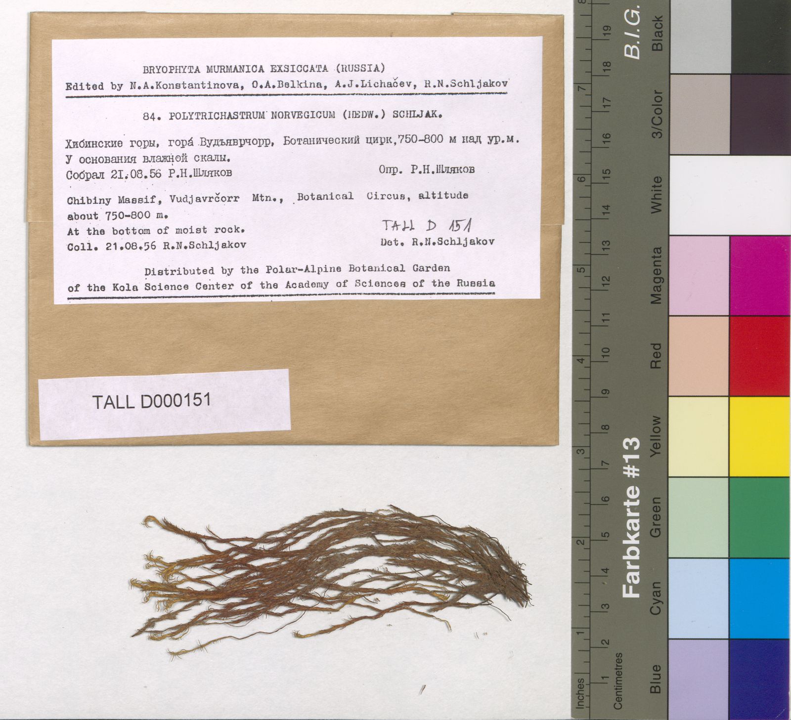 Polytrichastrum norwegicum