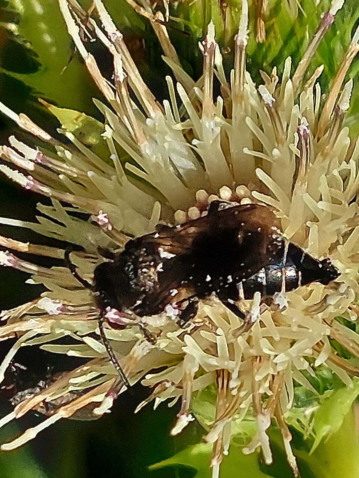 Coelioxys alatus