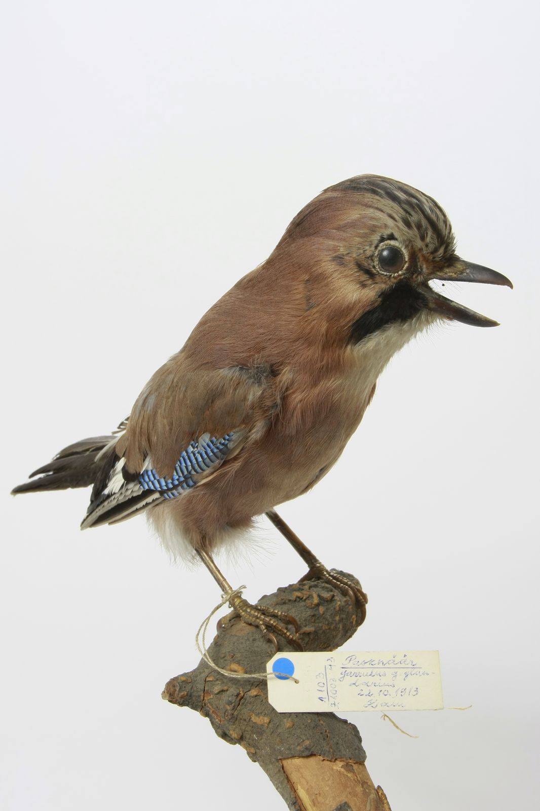 Garrulus glandarius glandarius