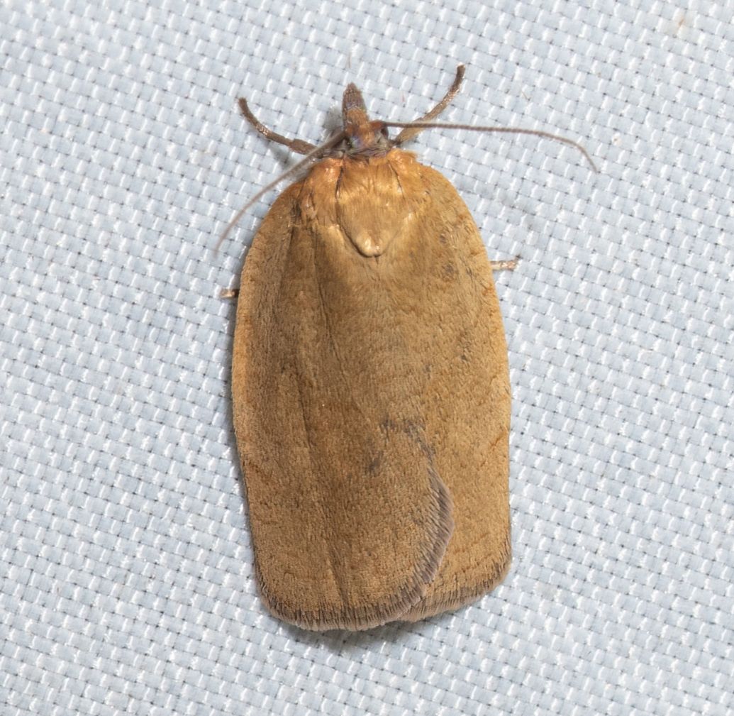 Aphelia viburnana