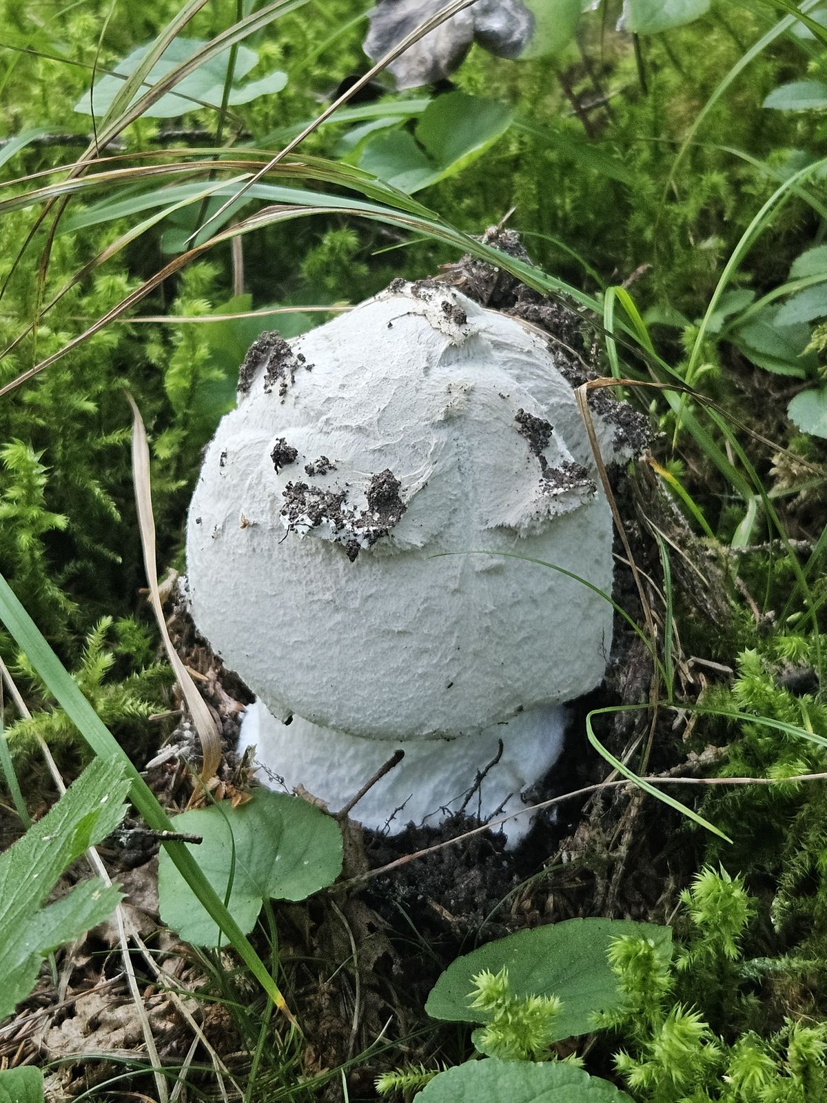 Amanita strobiliformis