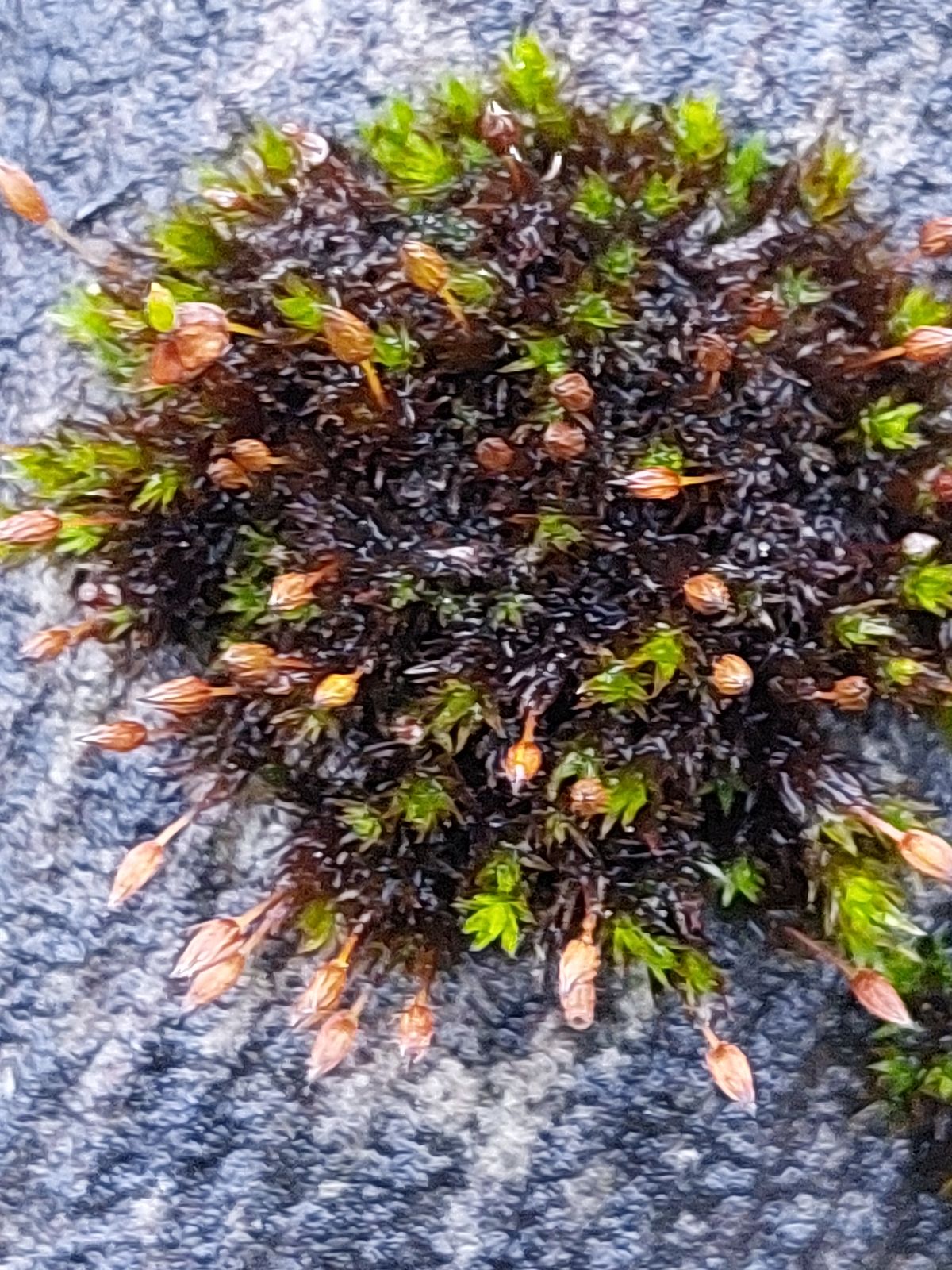 Orthotrichum anomalum