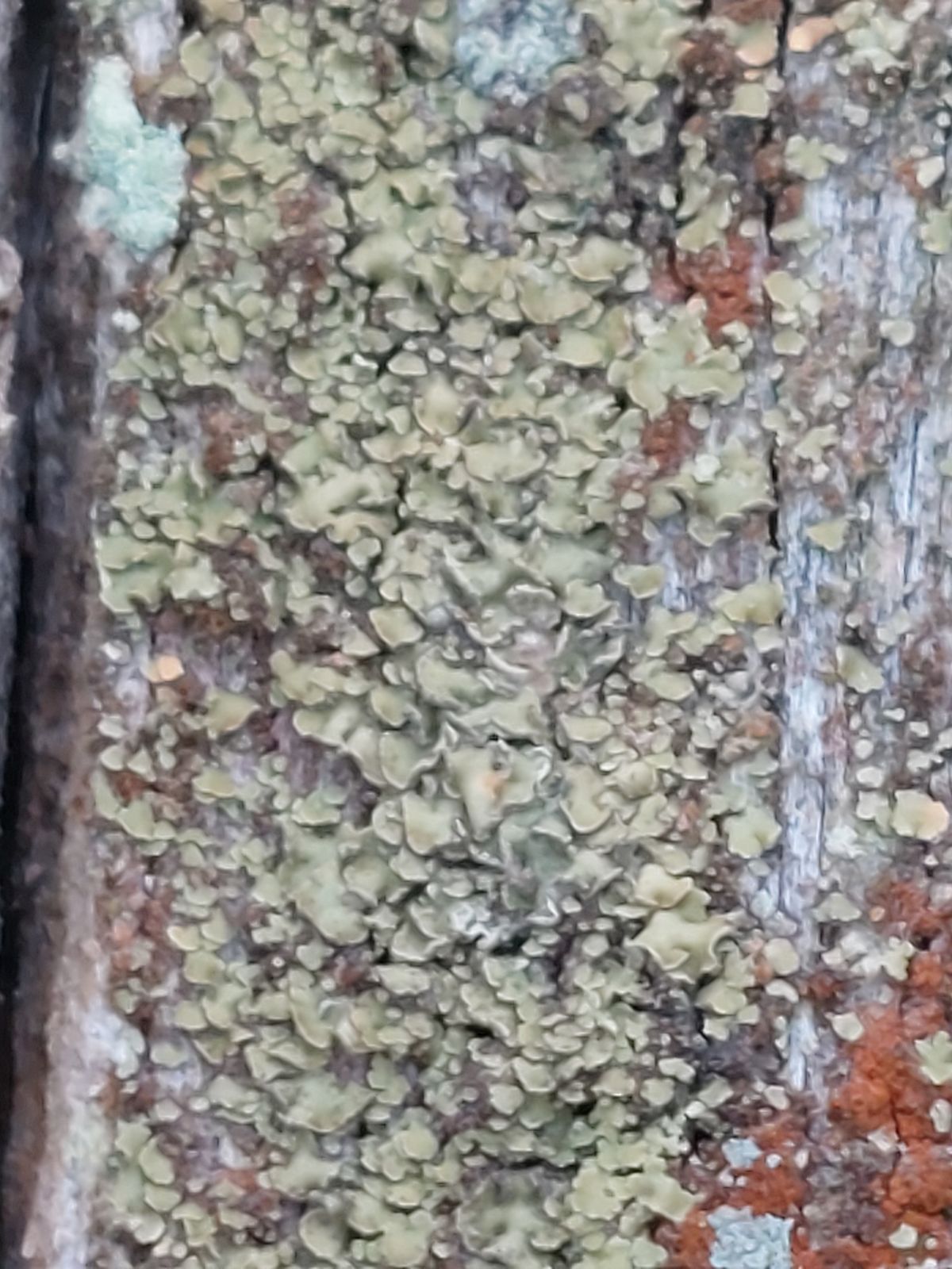 Hypocenomyce scalaris