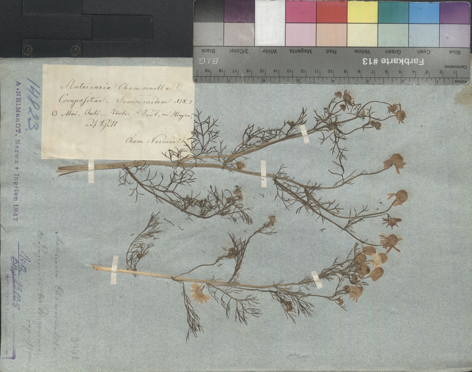 Matricaria chamomilla