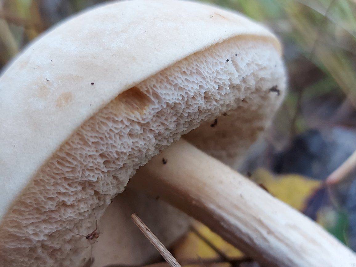 Leccinum holopus