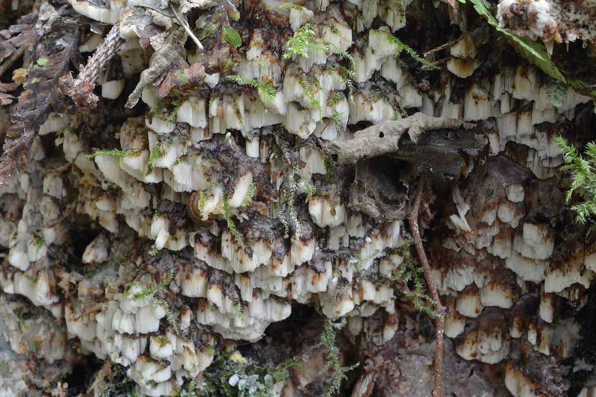 Physisporinus vitreus