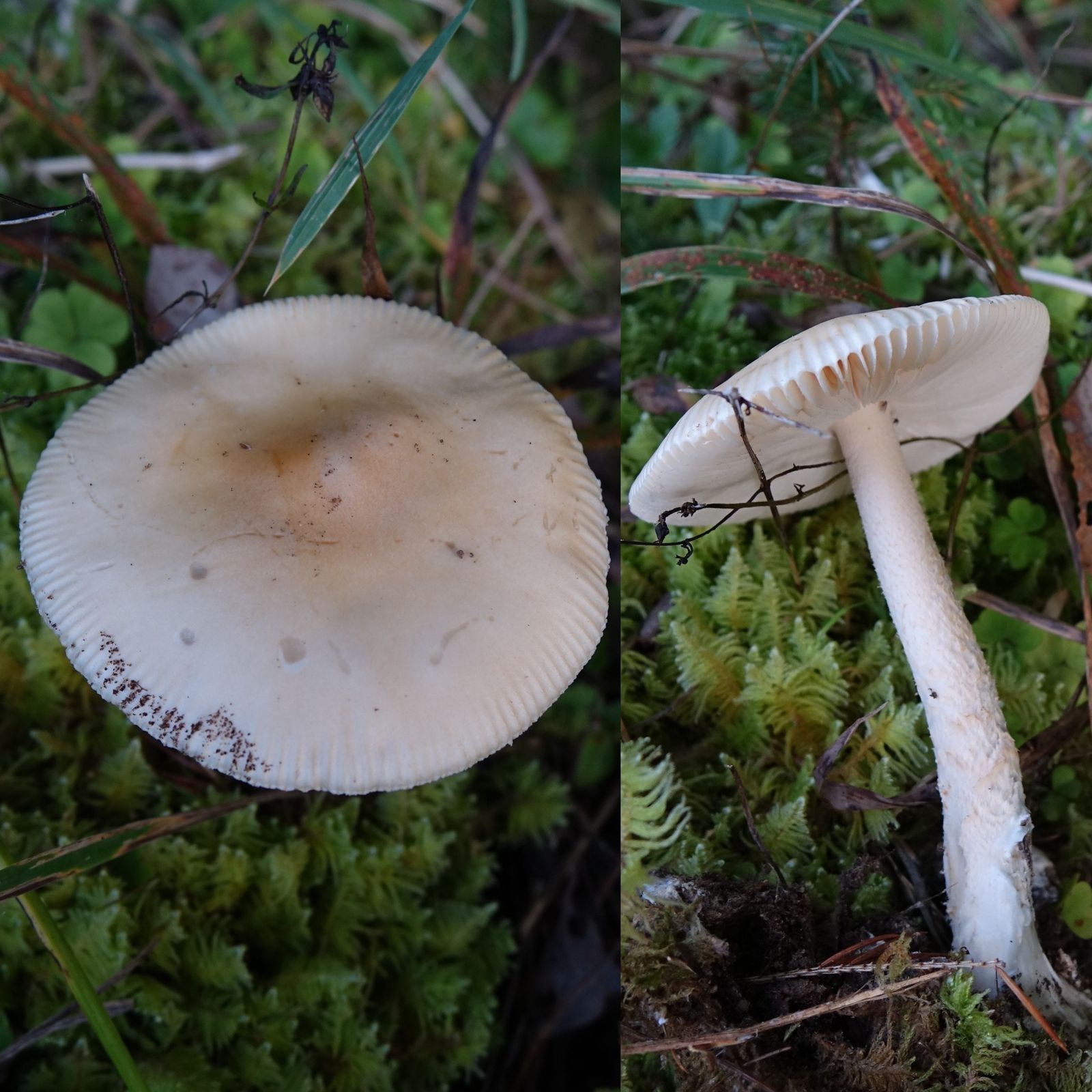 Amanita flavescens
