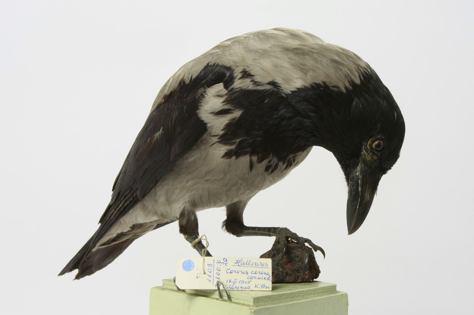 Corvus cornix