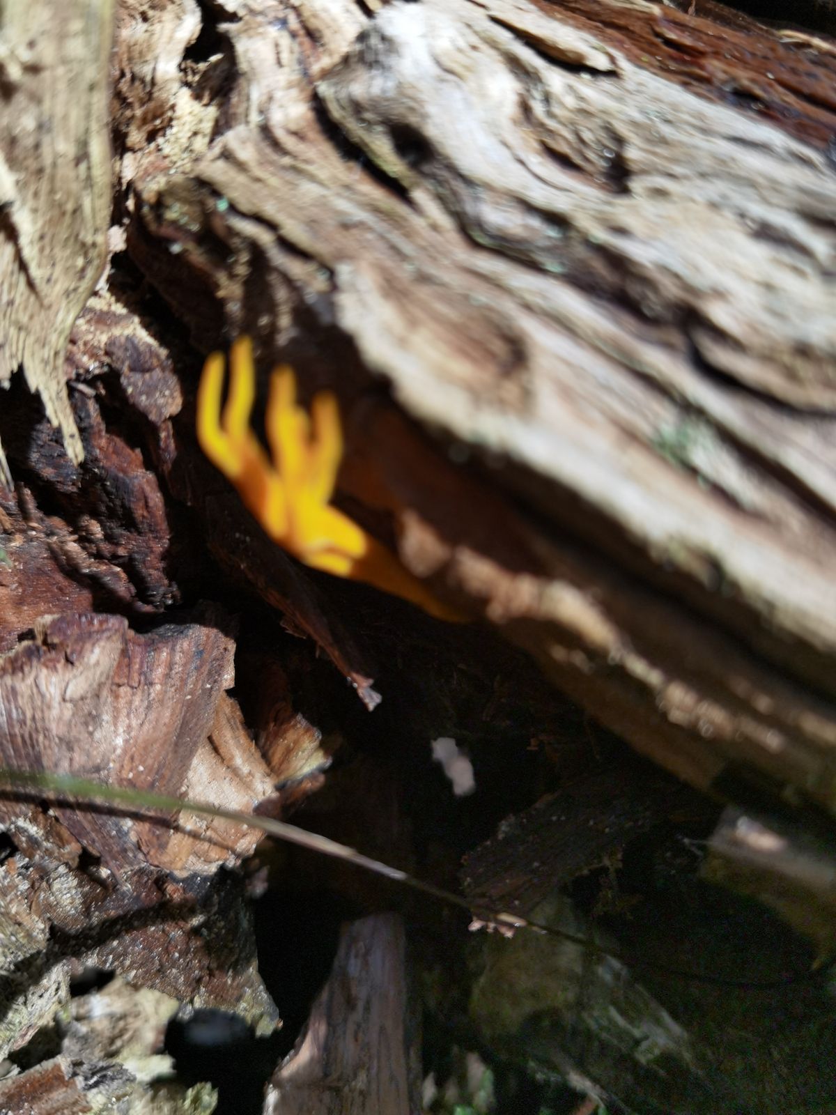 Calocera viscosa