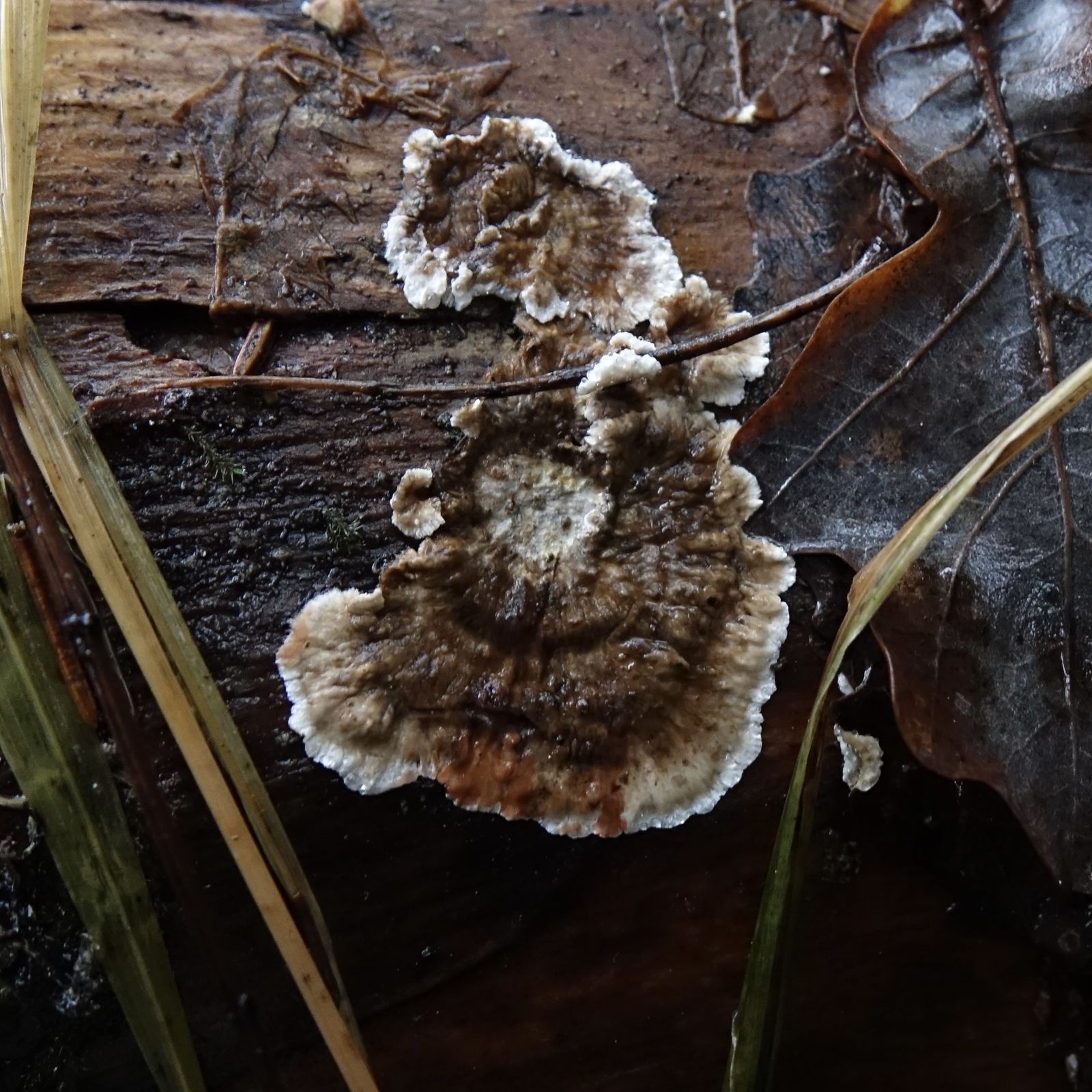 Stereum sanguinolentum